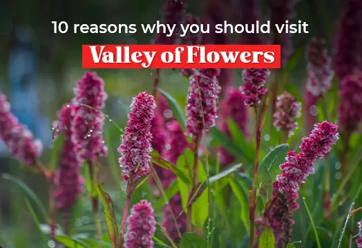 10 reasons why you should visit Valley of Flowers